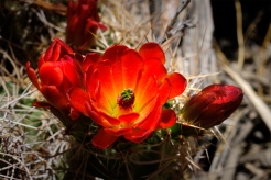Cactus flower in bloom at Joshua Tree National Park