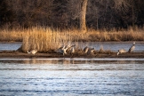 Sandhill Cranes roost and dance on a sandbar in the Platte River near Gibbon, Nebraska.