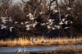 Sandhill Cranes leave the Platte River at sunrise near Gibbon, Nebraska.