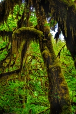 Hall of Mosses in the Ho Rain Forest, Olympic National Park.