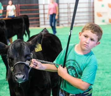 Brock Lauritsen competes in the Sammental division in the Beef Show Monday.