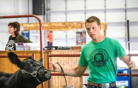 Luke Mathiesen shows commercial heifer in the Beef Show Monday.