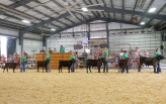 4-H contestants show bucket calves at the Beef Show.