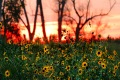Sunflowers at sundown at Desoto NWR