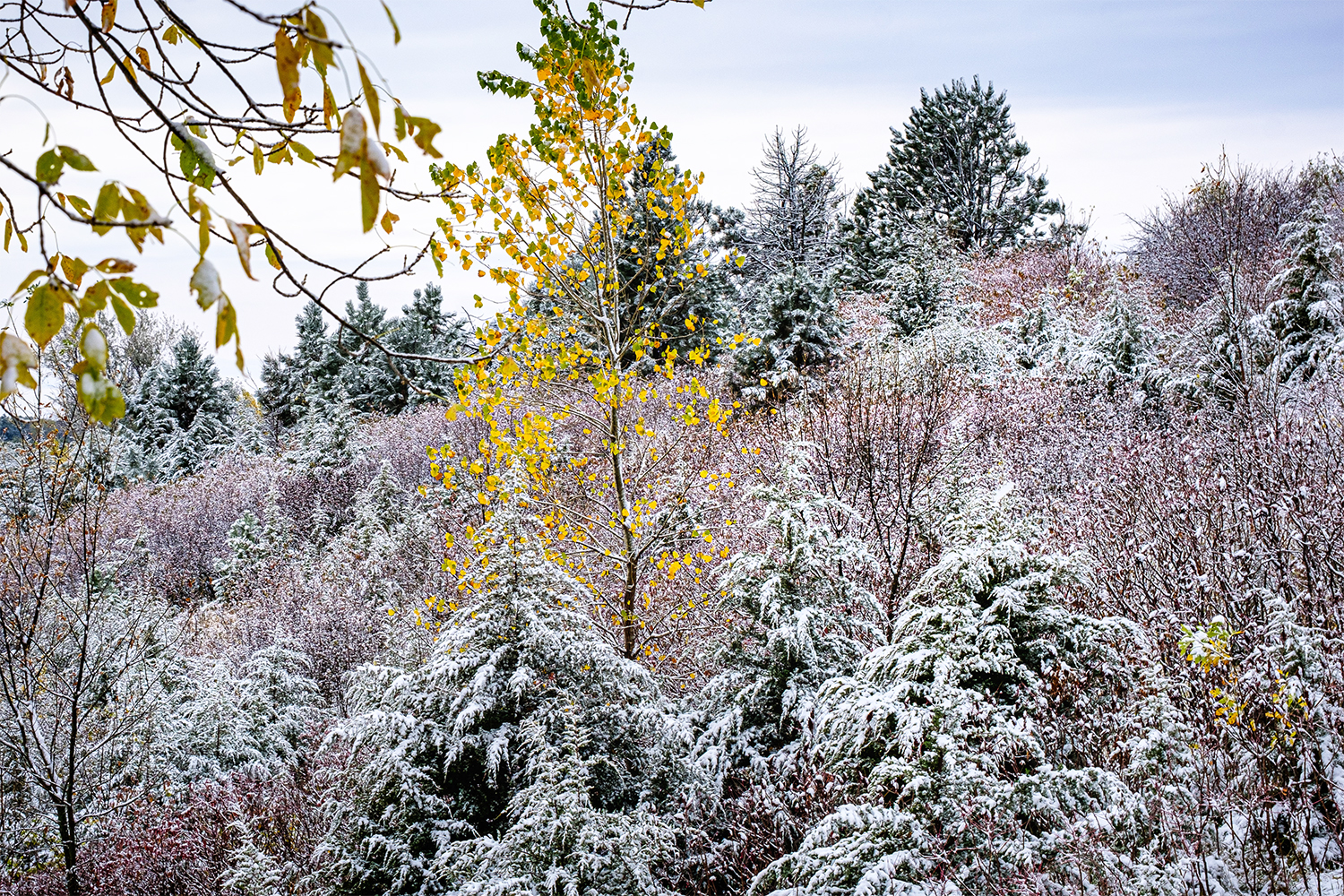 snow covered trees and shrubs
